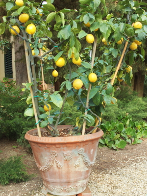 Au Jardin » Un citronnier sur la terrasse
